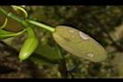 波羅蜜-雄花20.JPG