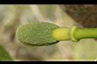 波羅蜜-雄花28.JPG
