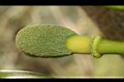 波羅蜜-雄花33.JPG