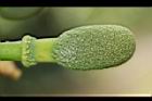 波羅蜜-雄花34.JPG