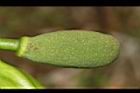 波羅蜜-雄花44.JPG