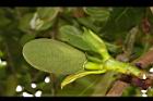 波羅蜜-雌花01.JPG