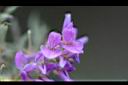 波葉山螞蝗-花10.jpg