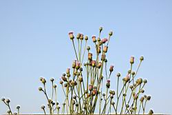 泥胡菜-花序05.JPG