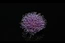 泥胡菜-花34.JPG