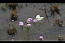 泥胡菜-花序22.JPG
