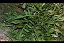 泥胡菜-葉00.JPG