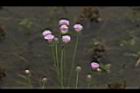 泥胡菜-花序14.JPG