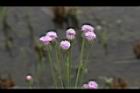 泥胡菜-花序23.JPG