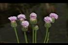 泥胡菜-花序30.JPG