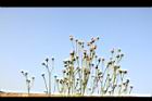 泥胡菜-花序33.JPG