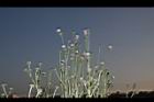 泥胡菜-花序36.JPG