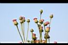 泥胡菜-花序38.JPG