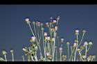 泥胡菜-花序40.JPG