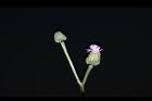 泥胡菜-花序45.JPG