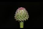 泥胡菜-花苞04.JPG