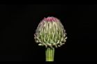 泥胡菜-花苞13.JPG