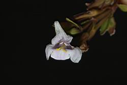 泥花草-花27.JPG