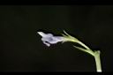泥花草-花36.JPG