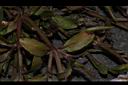 泥花草-莖00.JPG