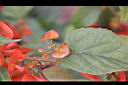 洋傘花-花01.JPG