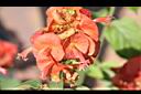 洋傘花-花02.JPG