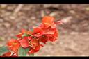 洋傘花-花序06.JPG