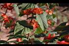洋傘花-花08.JPG