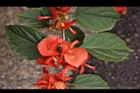 洋傘花-花10.JPG