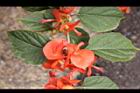 洋傘花-花11.JPG