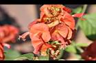 洋傘花-花12.JPG