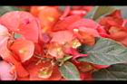 洋傘花-花13.JPG