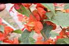 洋傘花-花14.JPG