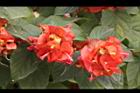 洋傘花-花15.JPG