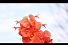 洋傘花-花17.JPG