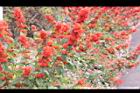 洋傘花-花序04.JPG