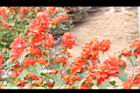 洋傘花-花序05.JPG