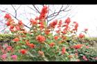 洋傘花05.JPG