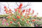 洋傘花06.JPG