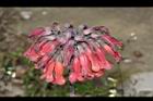 洋吊鐘-花02.JPG