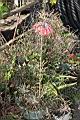 洋吊鐘01.JPG
