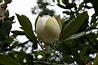 洋玉蘭-花苞04.jpg