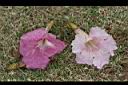 洋紅風鈴木-花00.jpg