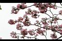 洋紅風鈴木-花02.jpg