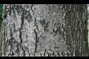洋紅風鈴木-莖0.jpg