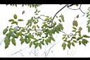 洋紅風鈴木-葉0.jpg
