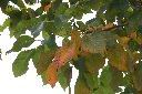 洋紅風鈴木-葉1.jpg