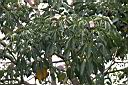 洋紅風鈴木-葉3.jpg