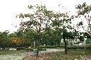 洋紅風鈴木03.jpg
