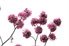 洋紅風鈴木-花03.jpg